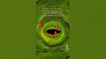 CƠ CHẾ ĐÓNG MỞ CỦA KHÍ KHỔNG TRÊN LÁ MAI