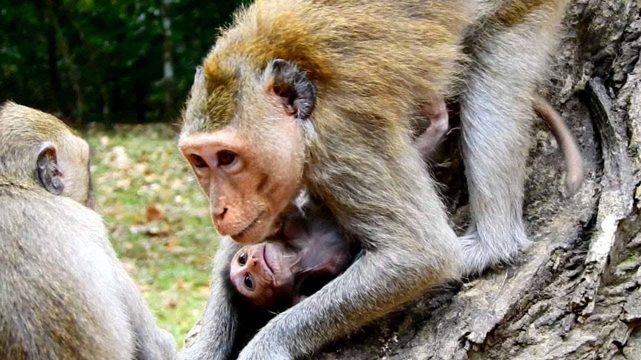 foundry Monkey Duches Scares To Baby, That Was Scary