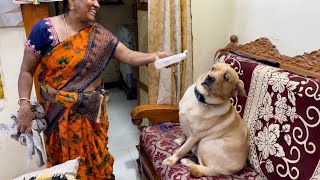 Stubborn Labrador Retriever dog creates crazy reactions for air flow 🌬️ in his face | Little John | by Little John The Labrador 21,954 views 8 months ago 2 minutes, 36 seconds