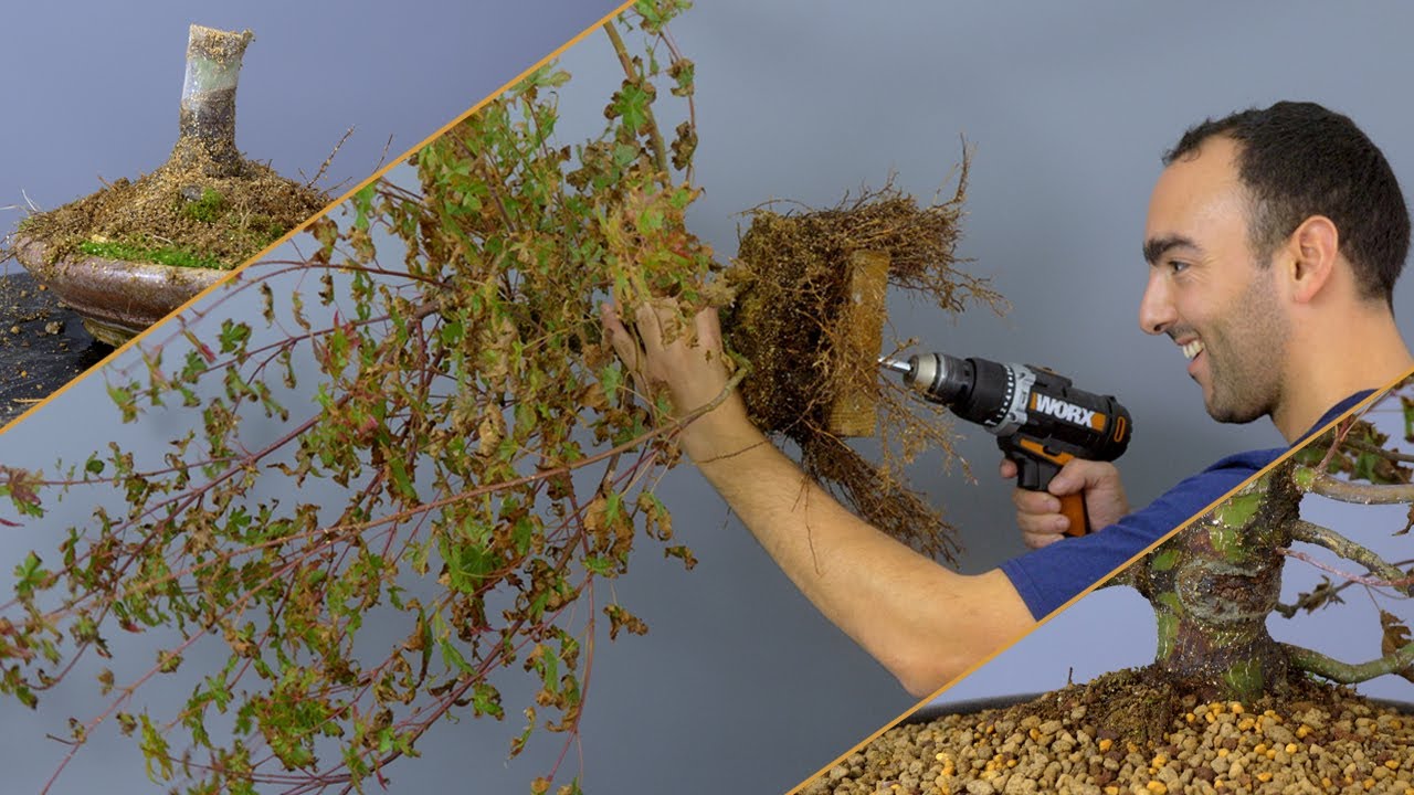 SEVRAGE de MARCOTTE pour améliorer le NEBARI de mon ÉRABLE BONSAÏ 🌳AFDB🌳