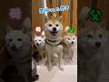 豆柴夫婦の息子 ルーカスの里帰り2 #豆柴 #柴犬 
