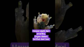 Interesting facts about the transparent glass frog from South America. Its internal organs are vi...