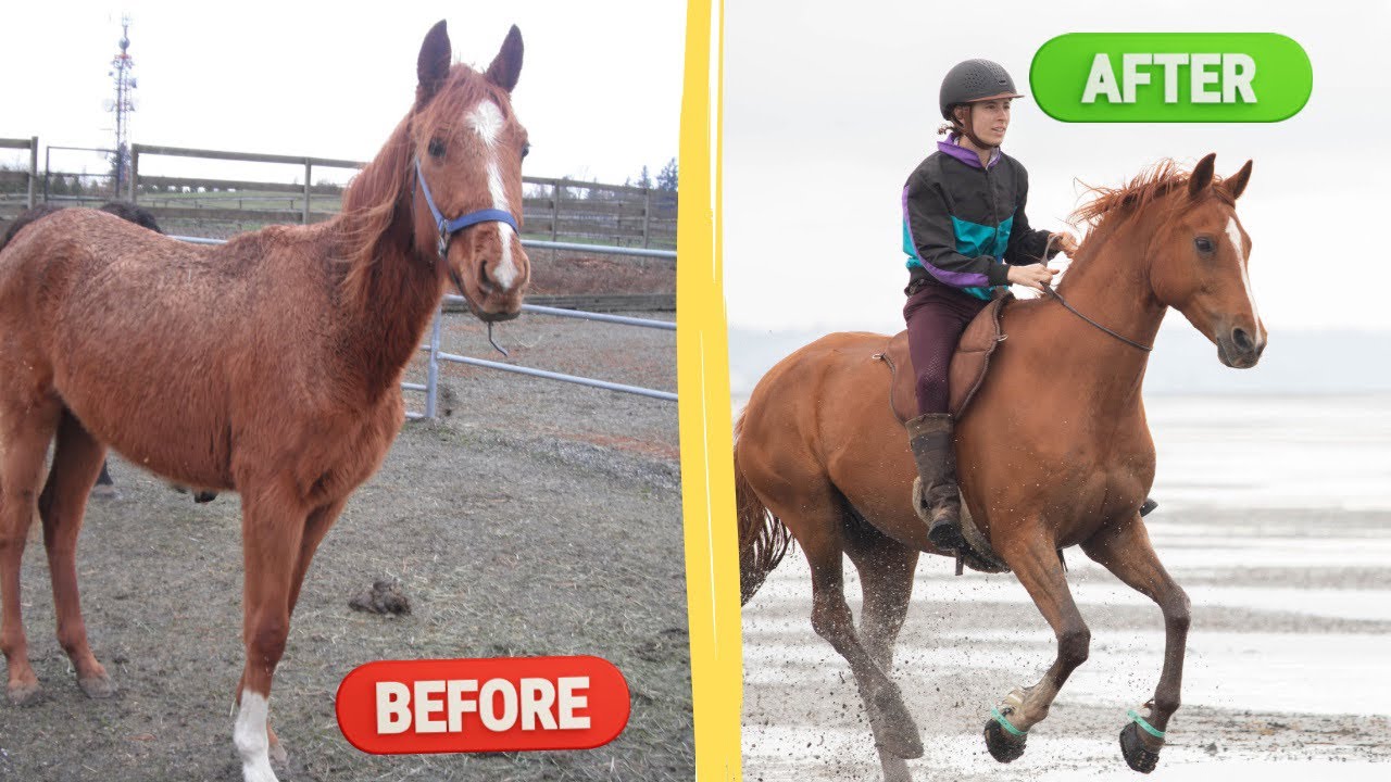 9 Years With My Rescue Horse: Problem Horse to Beginner Safe - YouTube