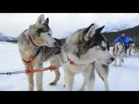 Video: ¿Los trineos tirados por perros son humanos?