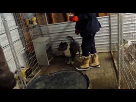WIE SIE IHRE HUNDE WARM in diesem Winter HALTEN