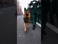 Meet One of the Most Dedicated K9 Unit Dogs in the World #k9life #wildliferescue #posturecheck