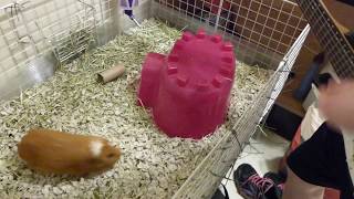 Serenaded Guinea Pig Gets the Zoomies