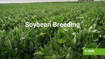 The Process of Soybean Seed & Variety Breeding