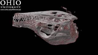 Conjoined twin crocs  two animals become one: Skull, volume rendering