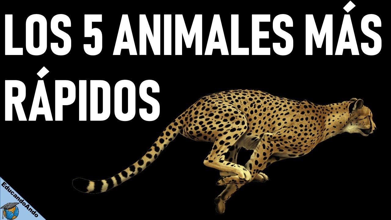 Los 5 animales m s r pidos del mundo youtube