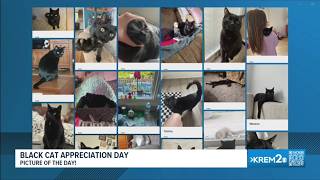 National Black Cat Appreciation Day! Sydnee's Snapshot