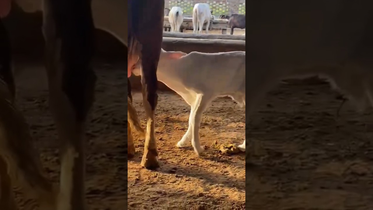 Beautiful Bachra Maa ka Dudh peny ki Koshish kar raha h, 