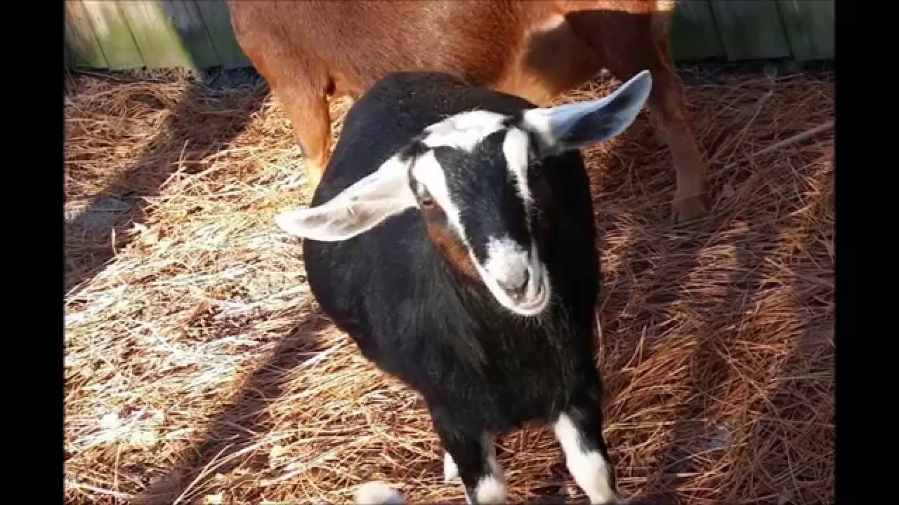 2015 Feb. D&M Homestead Kinder Goat Kidding Season YouTube