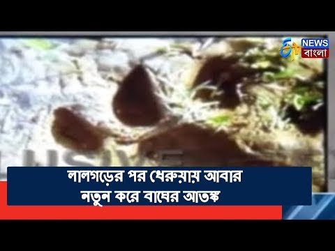 পশ্চিম মেদিনীপুরের ধেরুয়ায় নতুন করে বাঘের পায়ের ছাপ, আতঙ্কে এলাকাবাসী