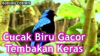 Suara Kicauan Burung Cucak Biru Gacor Full Isian Tembakan Keras