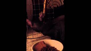 My Cornish Rex kitten Roo! by Rhonda 118 views 11 years ago 2 minutes, 27 seconds