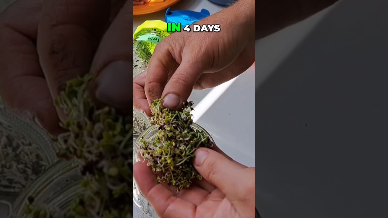 Turnip Sprout Taste Test! How Good Are Homegrown Sprouts??