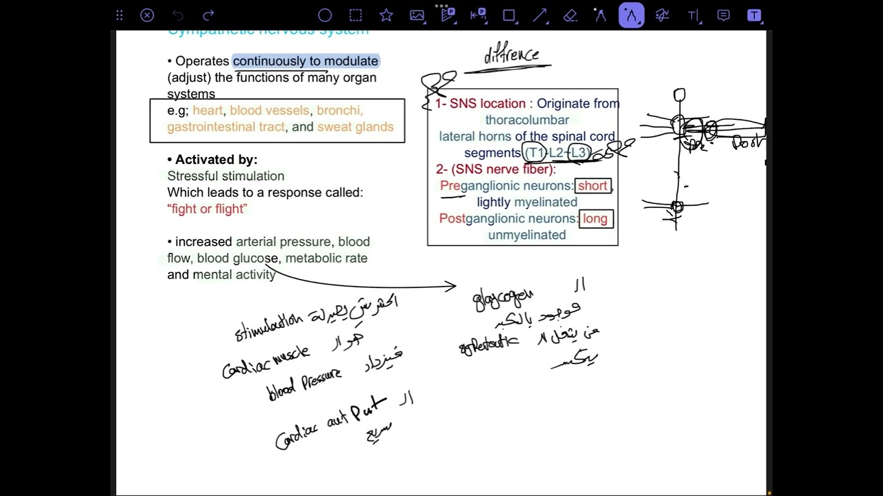 Pharmacology lec 4 || Autonomic nerves systems (ANS)