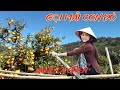 Gọi Mãi Con Đò - Chuyện Tình Càm Run Động Con Tim