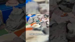 RC Precision: Mastering Tricky Rocks and Right Lines #axial #scx30 #rccrawler #rctruck #rcoffroad