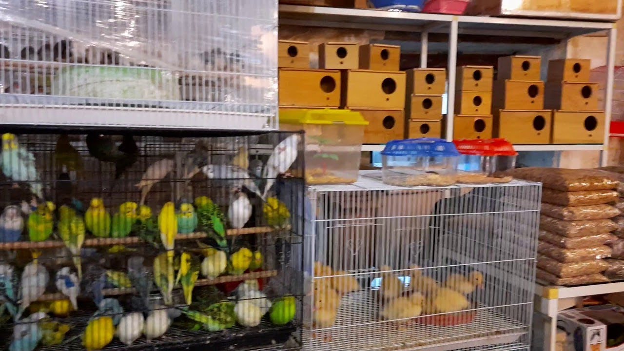 Pet Market in UAE Cheapest Pets YouTube