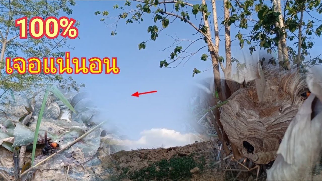 วิธีตามหารังต่อแบบง่ายๆใช้ได้ผล 100% - ต้อม คนทํามาหากิน