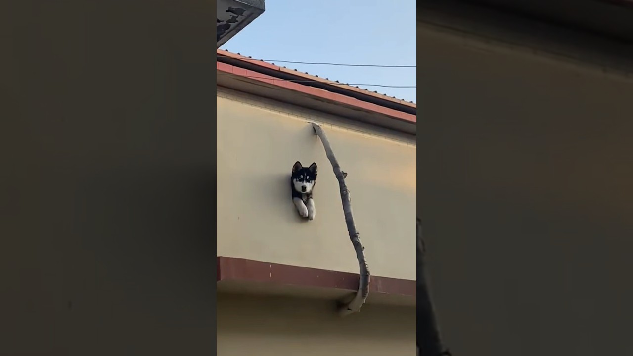 Meet my neighbour ❤️❤️