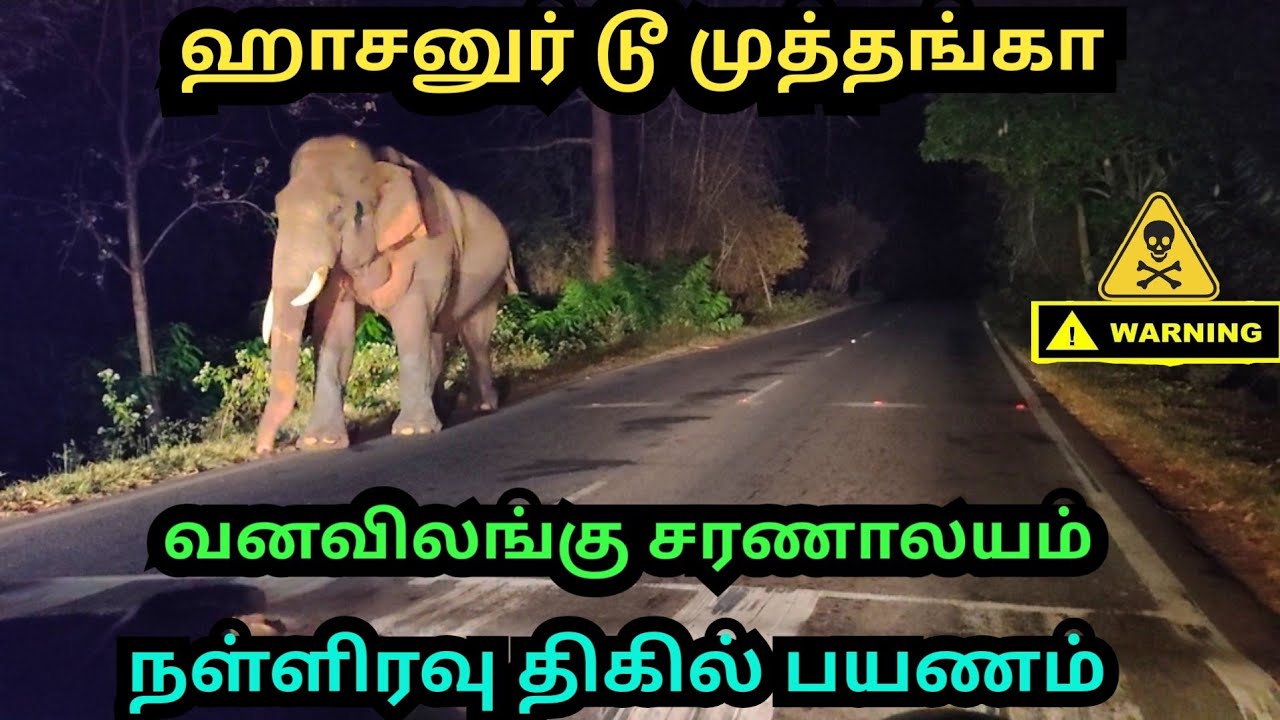 hasanur to muthanga wildlife sanctuary|thrilling midnight drive|elephant chasing
