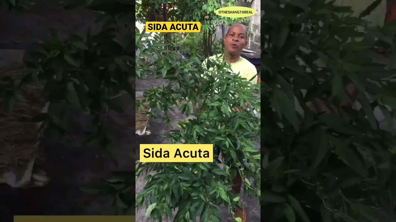 💥Benefits of Sida Acuta 