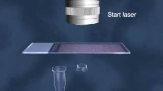 Laser microdissection of tissue using DIRECTOR slides and Leica LMD6000