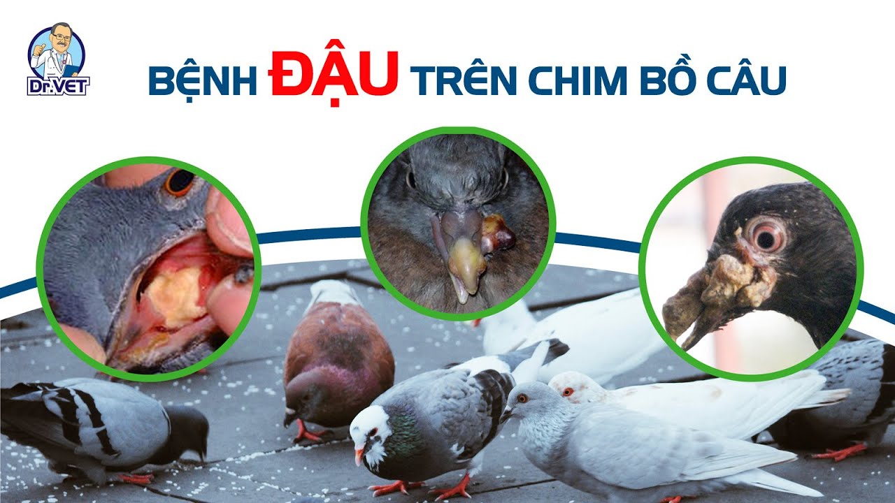 Bệnh đậu trên chim bồ câu và cách xử lý