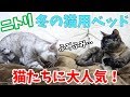 ニトリで猫の冬用ベッドを新調したら大活躍！