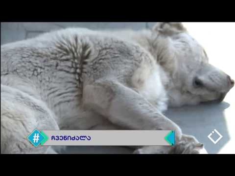 რას ვთავაზობთ ევროპას? -  გიორგი ლელაძის გამოკითხვა / #ჩვენიძალა / #ძალაევროპაშია . 28.03.2017