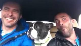 Il Buldog canta una struggente canzone d'amore by CRAZY ANIMALS 45,116 views 9 years ago 2 minutes, 54 seconds