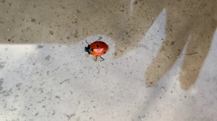 Urban Wildlife