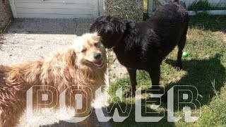 Power Dog Music Video Moje Psiaki