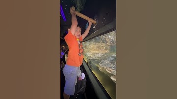 Little Shawn feeding live gators - saib me nyuam hmoob pub khau rau kheb noj