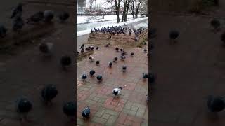 Прикол Птицы замерзли нашли место чтоб погреться / Funny Birds frozen and found a place to get warm