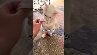 رحله علاج مرعى من الادمان❤️ #animals #shorts #viral #foryoupage#fyp #fypシ #cat #pets #funnycats #قطط