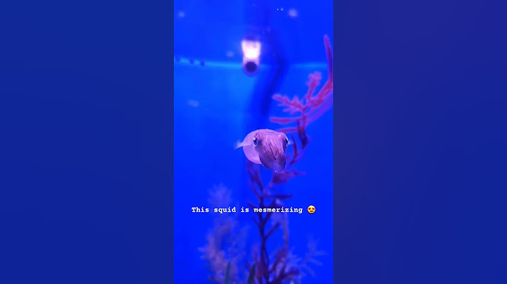 I saw a mesmerizing squid! #shorts #squid #aquarium