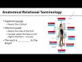 Anterior Neck and Thorax LO 2 - Anatomical Relational Terminology
