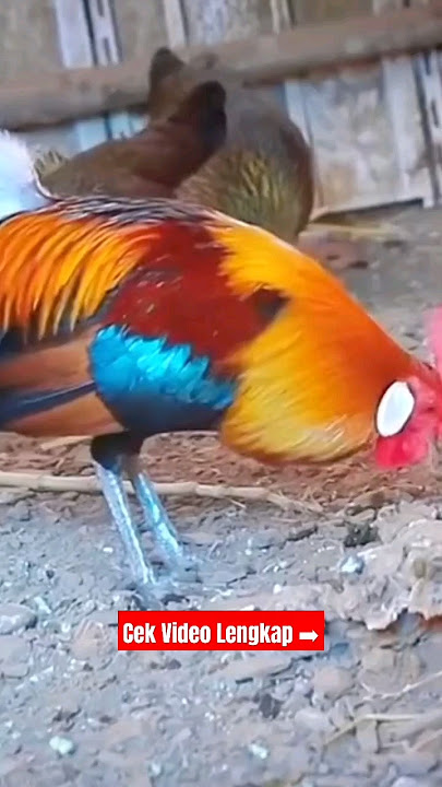 Ternak Ayam Hutan Merah Wajib Punya Kandang Yang ideal #ayamhutansumatra