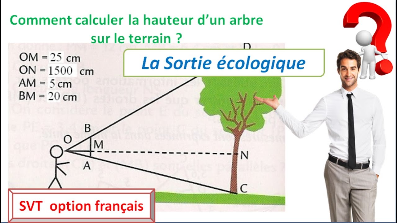 la sortie écologique : comment calculer de la hauteur d'un arbre