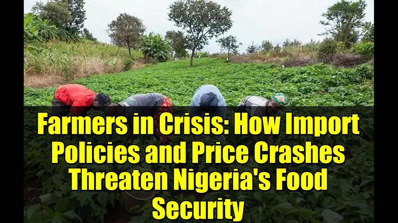 Farmers in Crisis: How Import Policies and Price Crashes Threaten Nigeria's Food Security