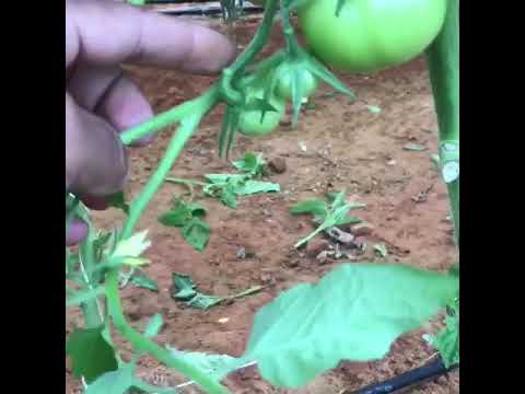 القمم الناميه التي تنمو في نهاية ابراج الطماطم المحمي وطريقة التعامل معها 