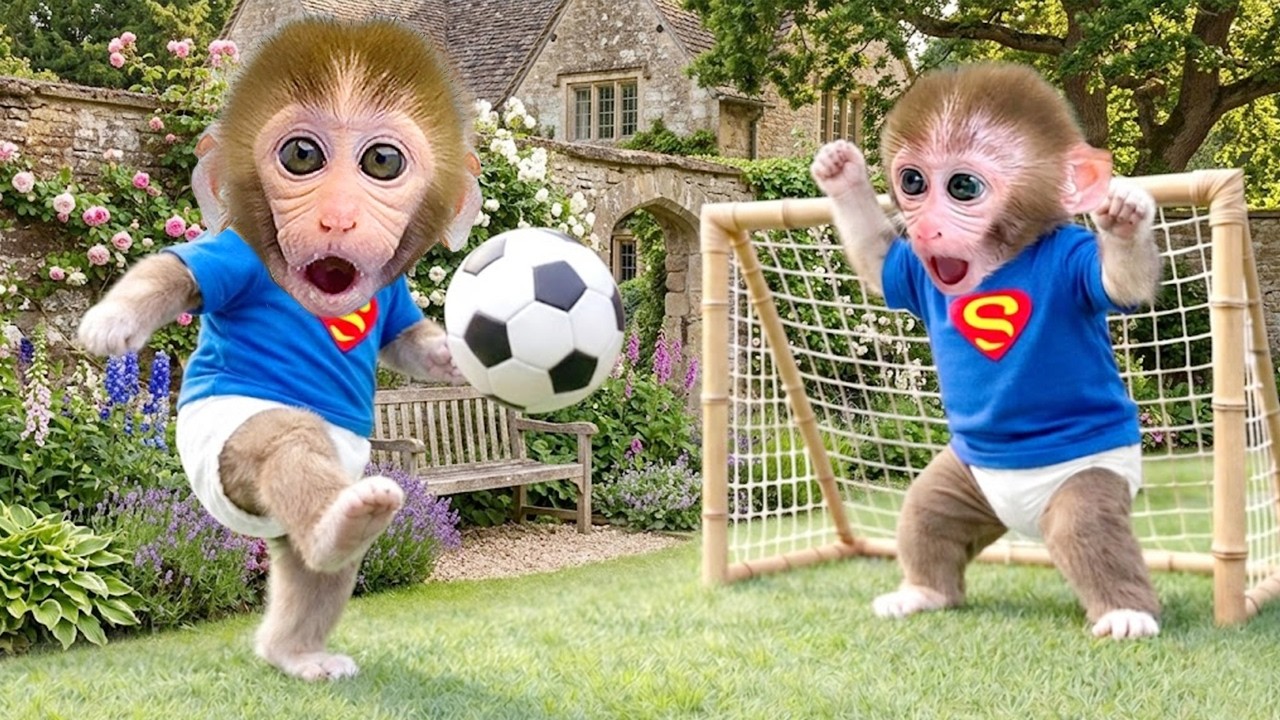 Macaco Bonbon e seu irmão mais velho estão jogando futebol no quintal | Bon Bon Brazil