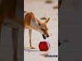 Jackal saved tree the apple #youtubeshorts#facts #viralvideo #subscribe