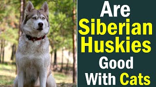 Are Siberian Huskies Good With Cats? by Fluffy Dog Breeds 964 views 9 months ago 7 minutes, 13 seconds