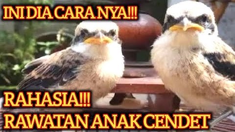 Cara merawat anakan cendet trotolan!!! Loloh hingga sampai mandiri...