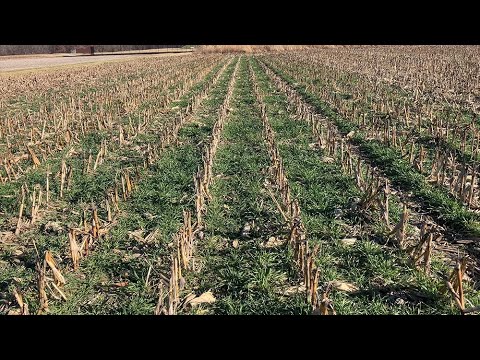 Exploring Cereal Rye